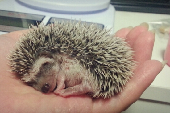 고슴도치02.jpg