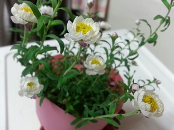 오라픽스 치아교정 포스팅(7).jpg